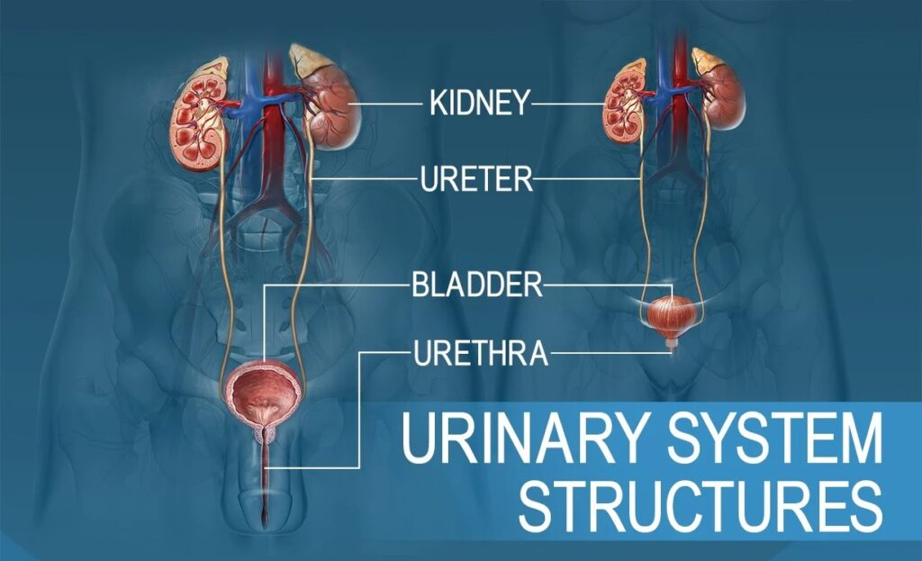 male urinary structured